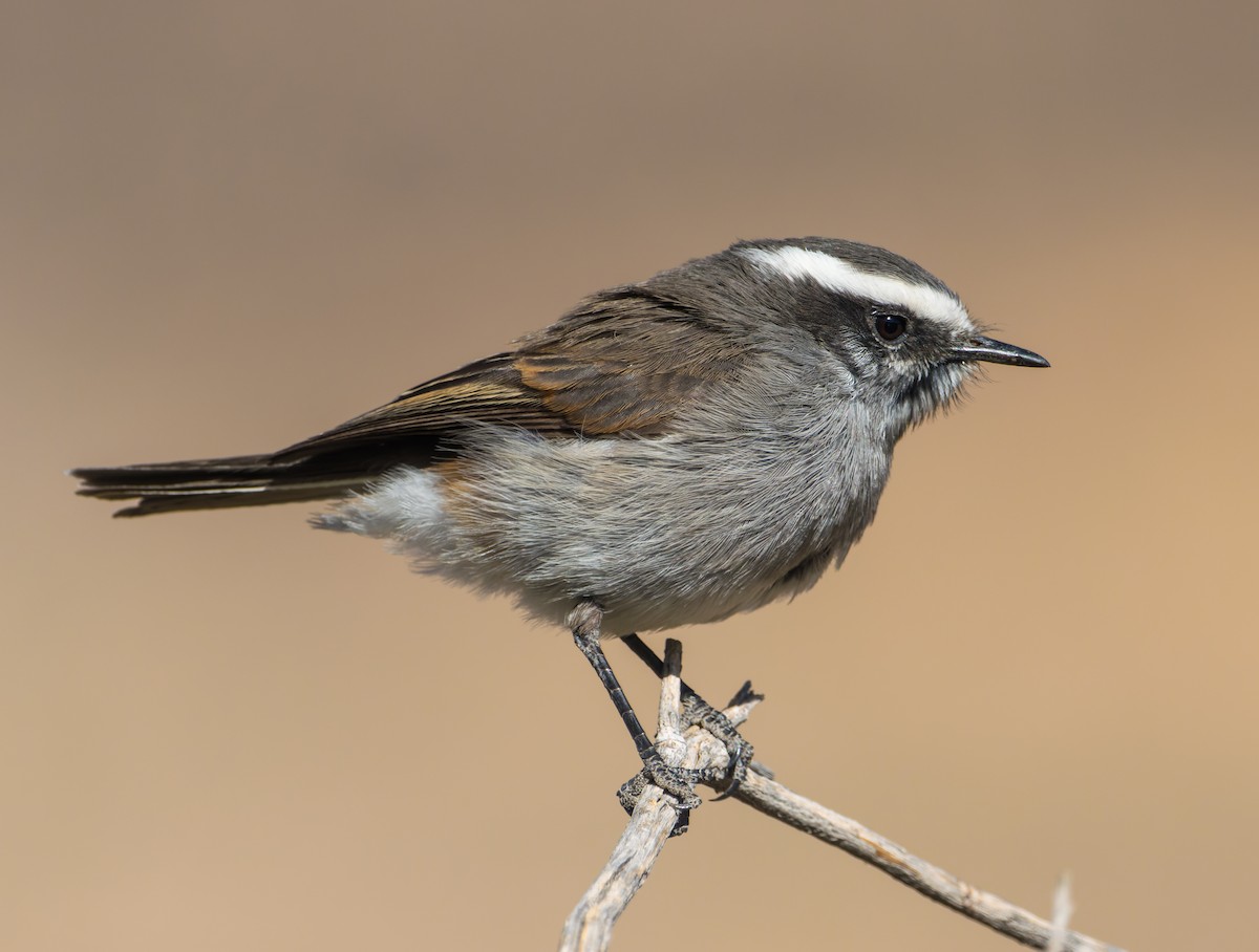 White-browed Chat-Tyrant - Pablo Martinez Morales