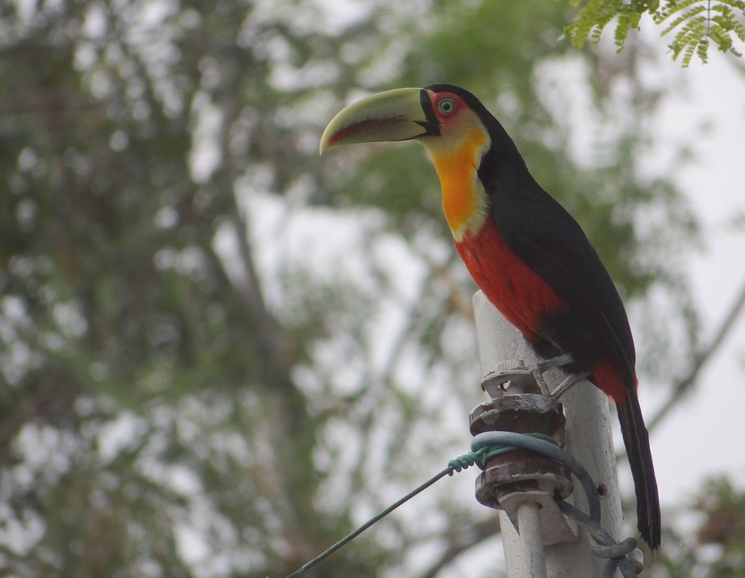 Red-breasted Toucan - ML481647461