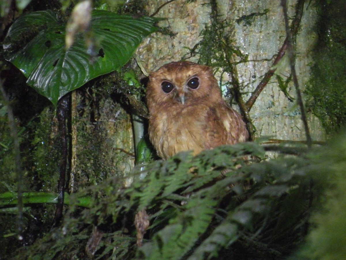 Cinnamon Screech-Owl - Phred Benham