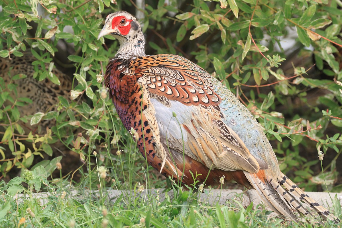Ring-necked Pheasant - Andrew Thomas 🦅🪶
