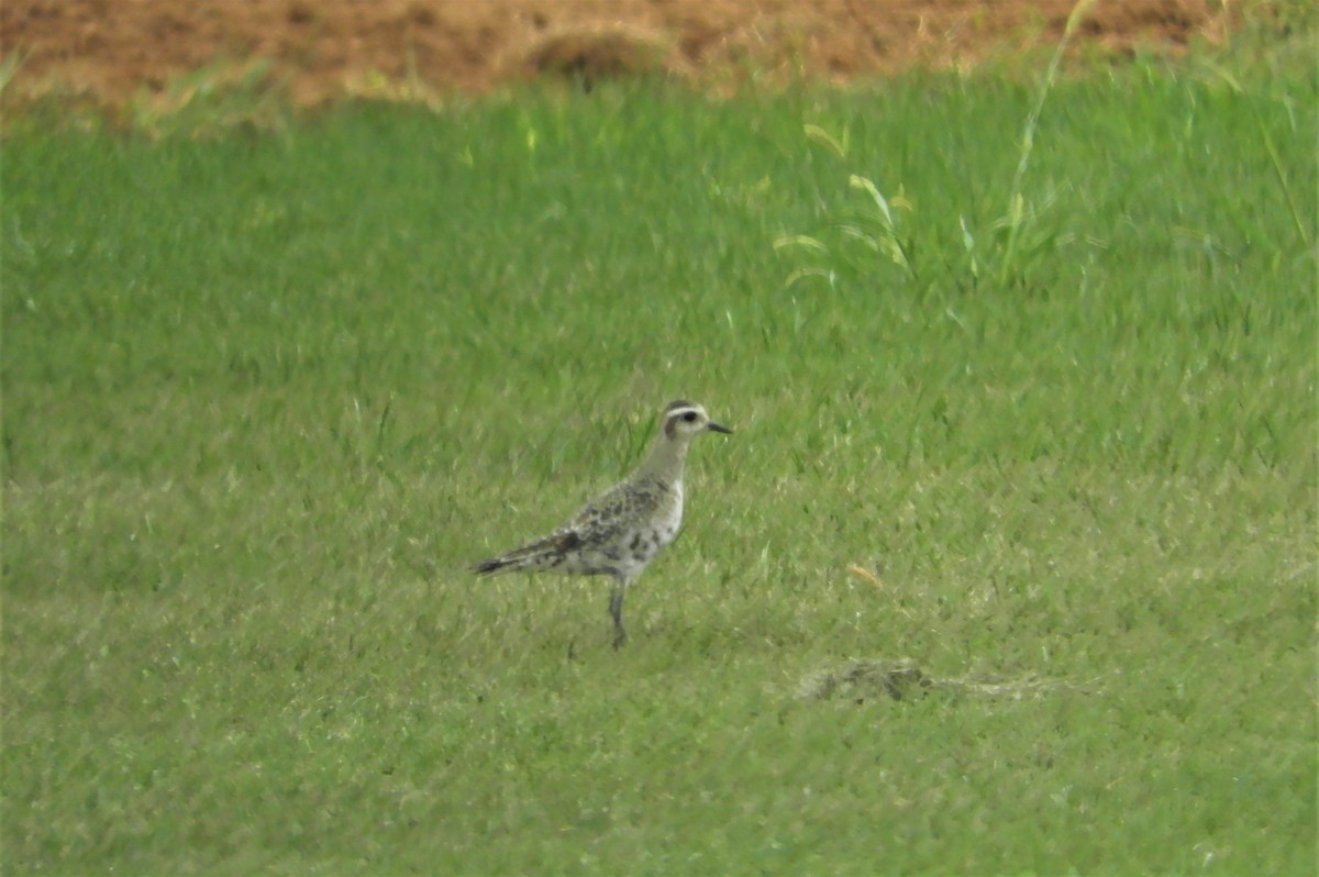 eBird Checklist 5 Sep 2022 Reeds Sod FarmAllentown Lakewood Rd