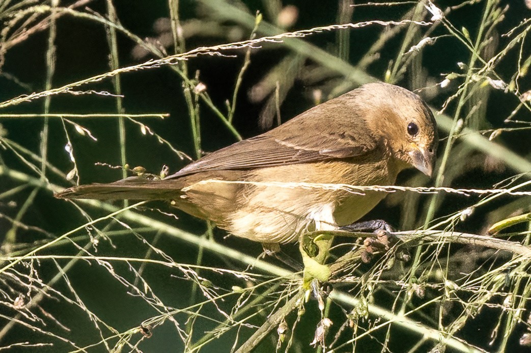 Double-collared Seedeater - ML481674601