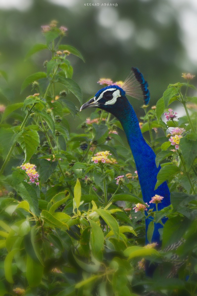 Indian Peafowl - Neenad Abhang