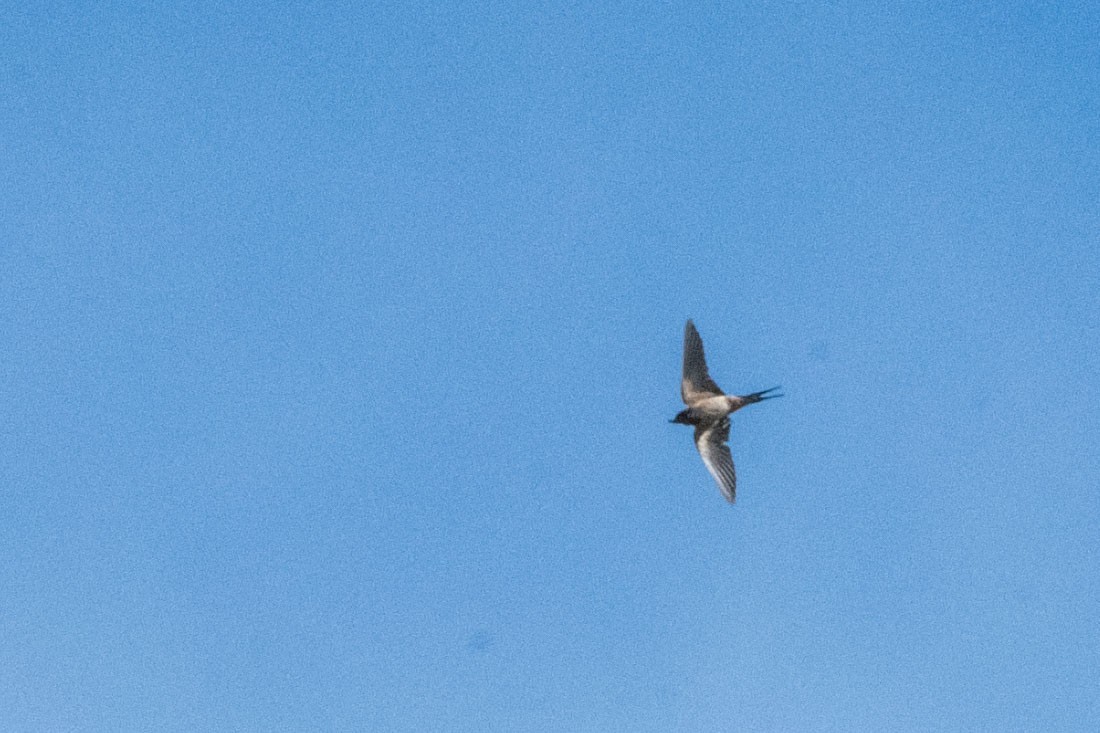 Barn Swallow - ML481681931