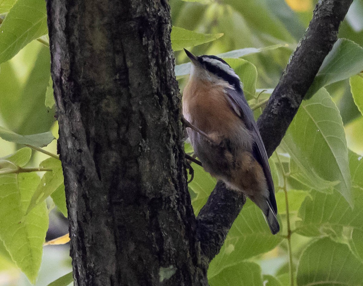 Red-breasted Nuthatch - ML481682471