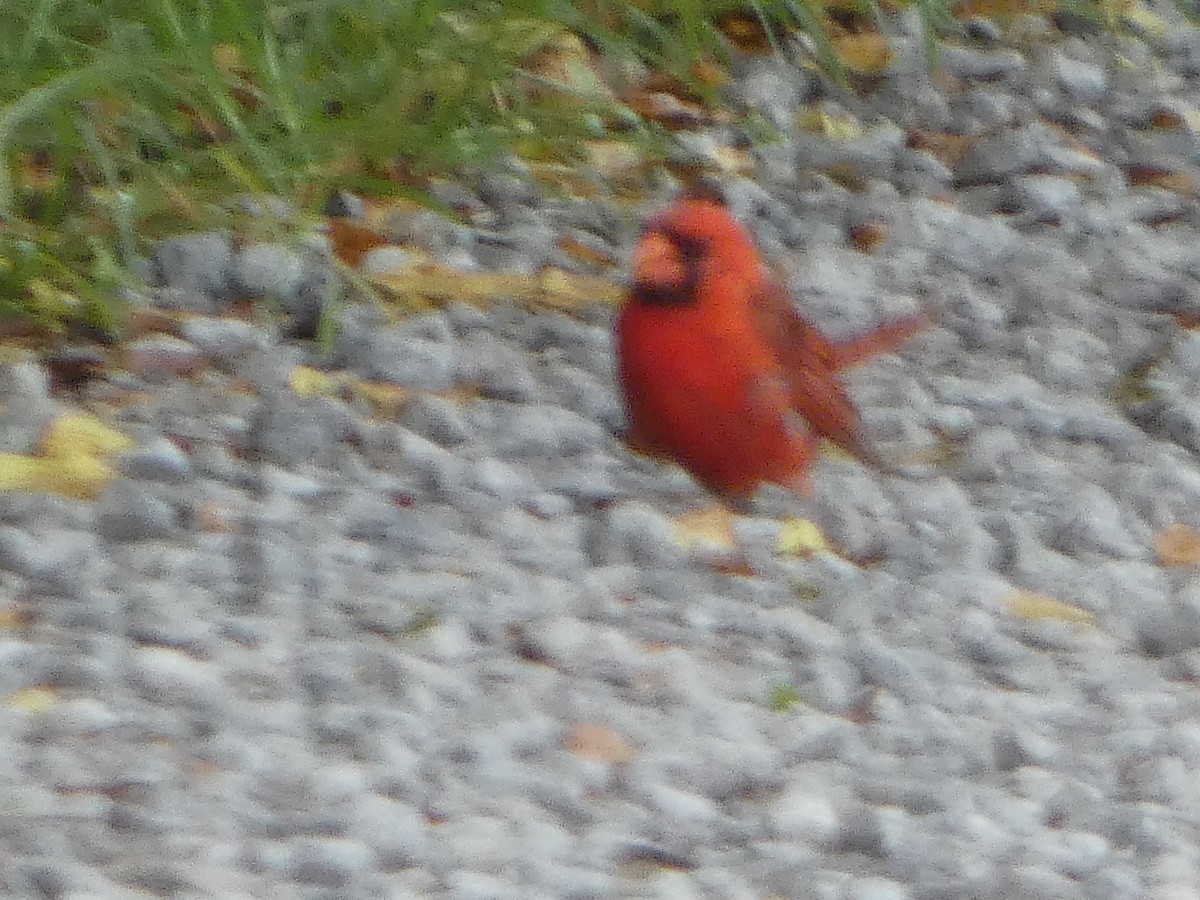 Cardinal rouge - ML481682891