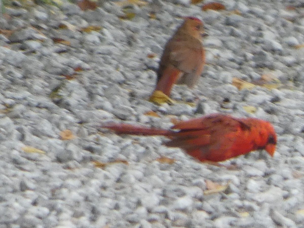 Cardinal rouge - ML481682911
