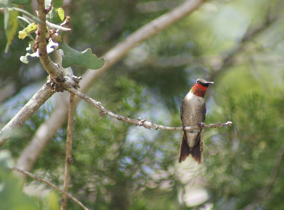 Ruby-throated Hummingbird - ML481685911