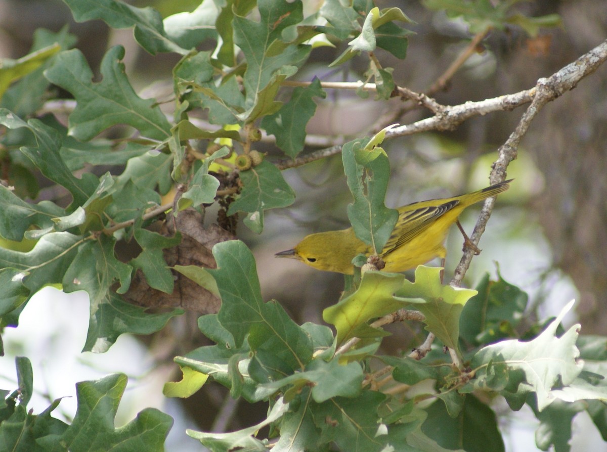 Yellow Warbler - ML481686691