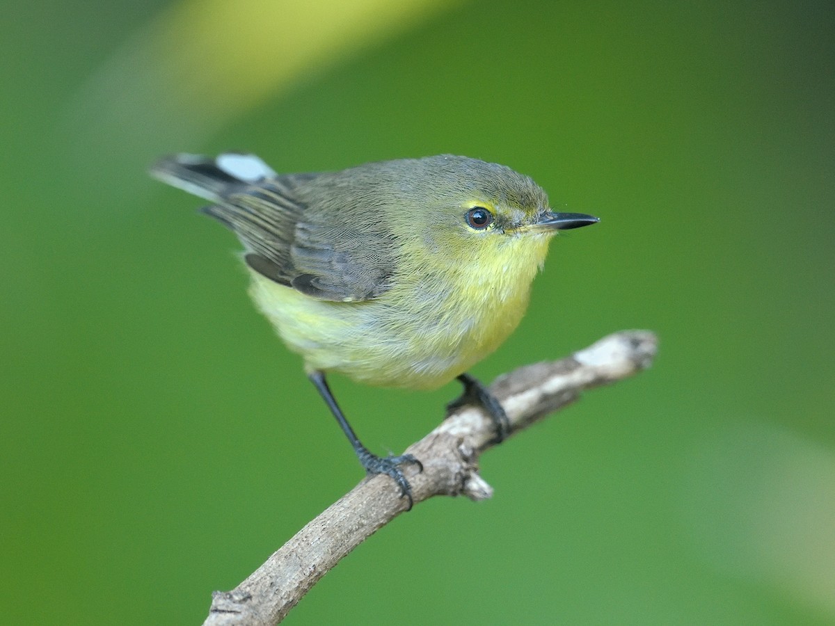 Gerygone flavolateralis correiae