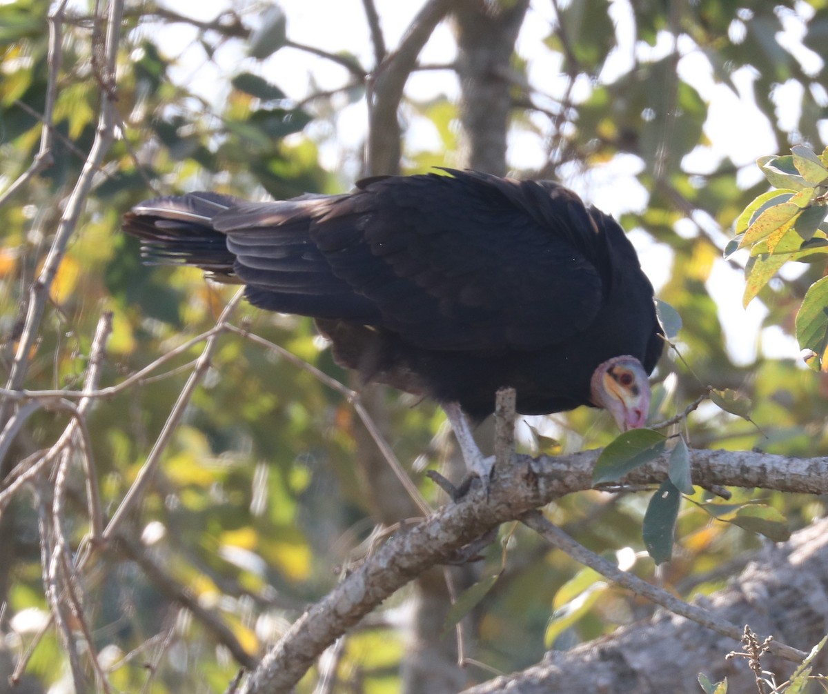 Lesser Yellow-headed Vulture - ML481691291