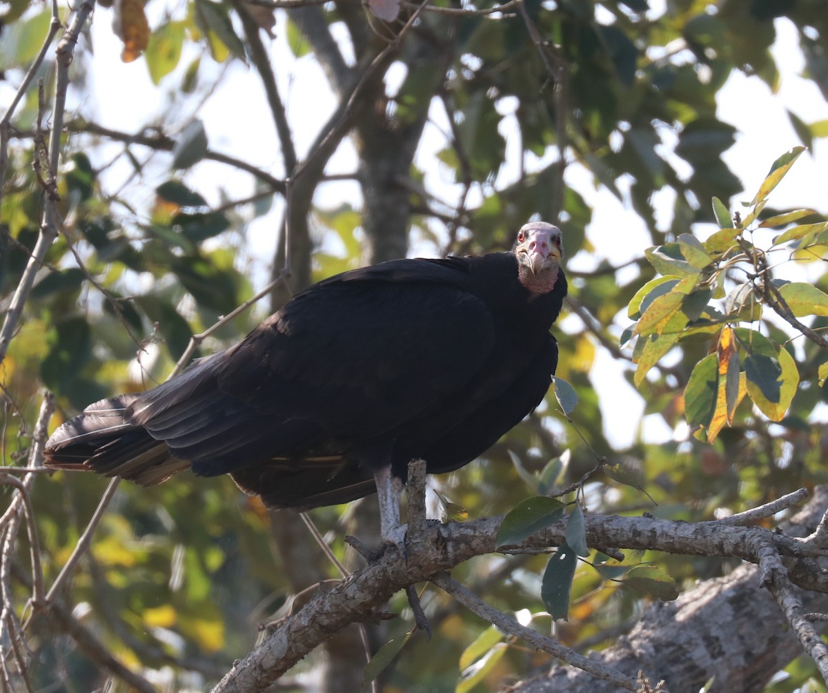 Lesser Yellow-headed Vulture - ML481691301
