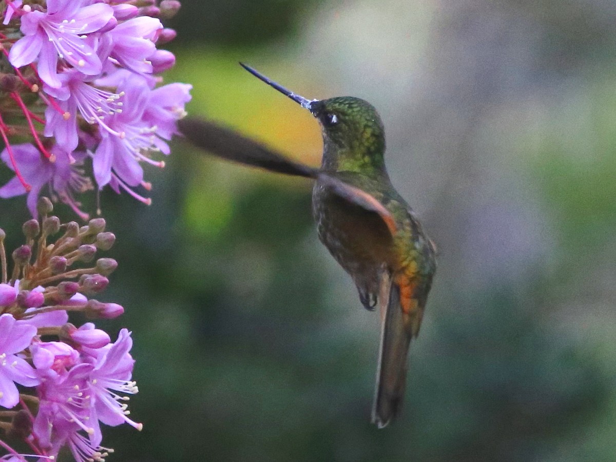 Perija Starfrontlet - Coeligena consita - Birds of the World