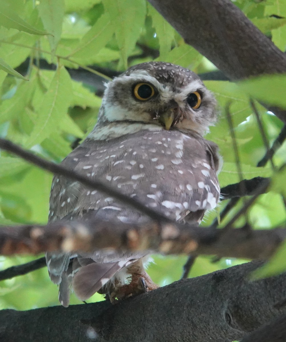 Spotted Owlet - ML481698741