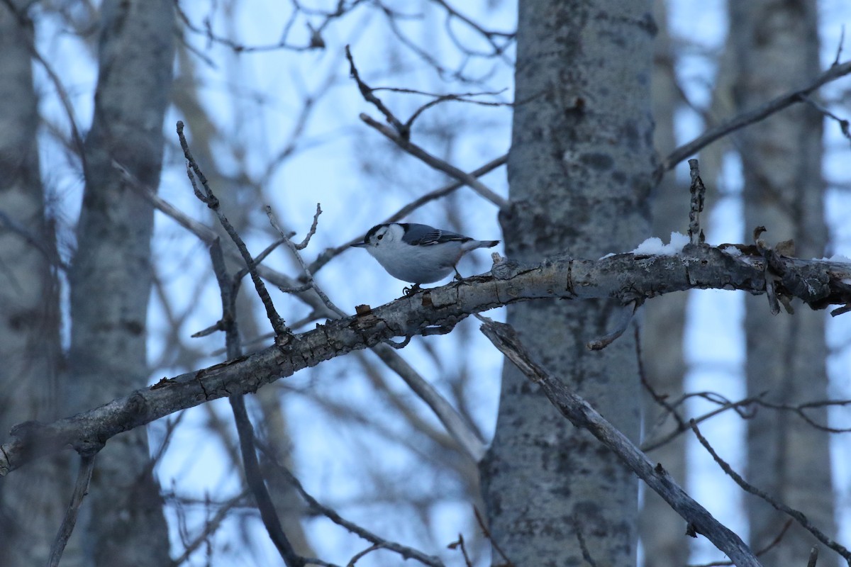 White-breasted Nuthatch - ML48170351