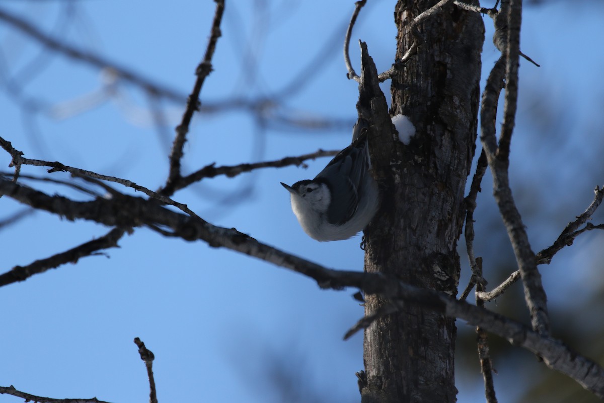 White-breasted Nuthatch - ML48170461