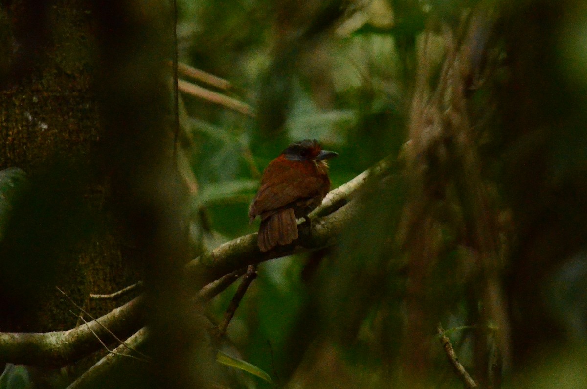 Rufous-necked Puffbird - Jorge Novoa - CORBIDI