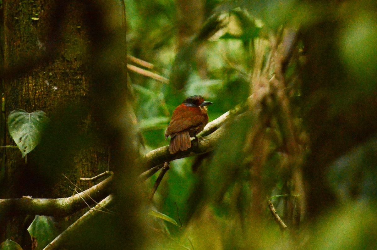 Rufous-necked Puffbird - Jorge Novoa - CORBIDI