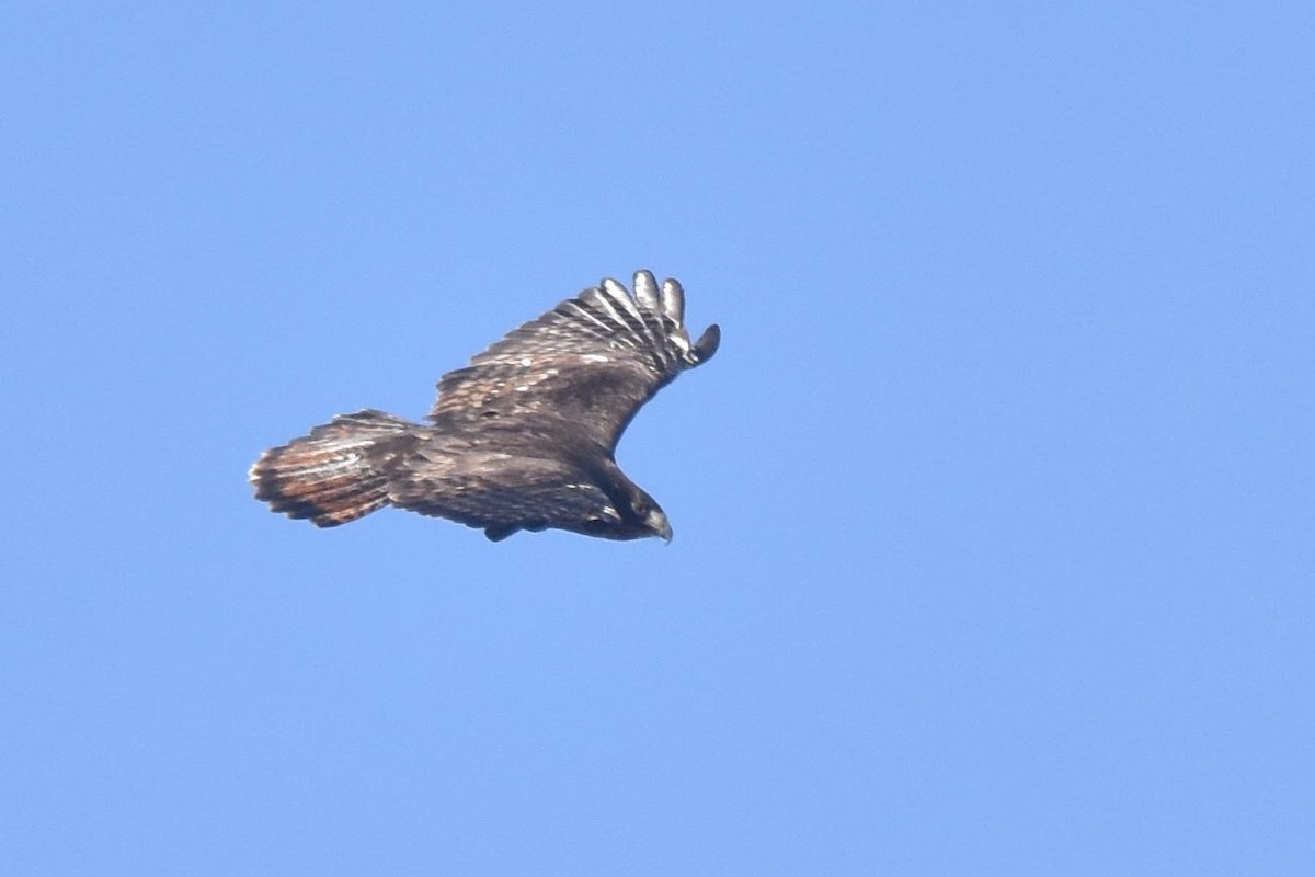 Red-tailed Hawk (Harlan's) - ML48170561