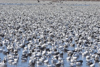 Snow Goose, ML48170641