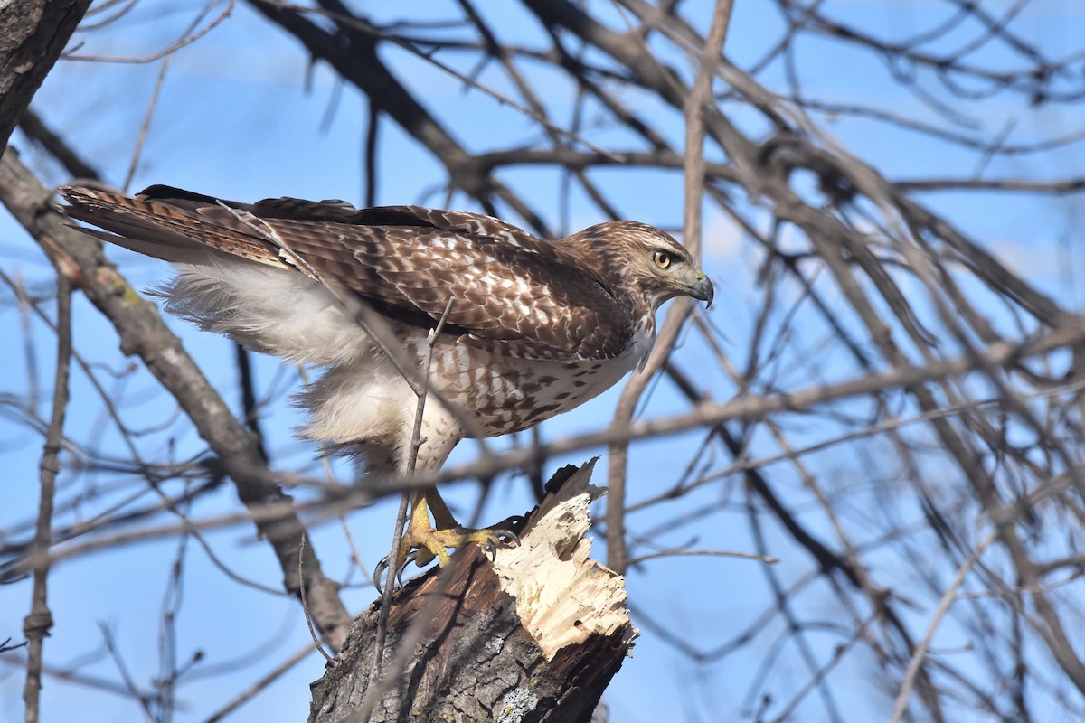 Red-tailed Hawk - Marky Mutchler