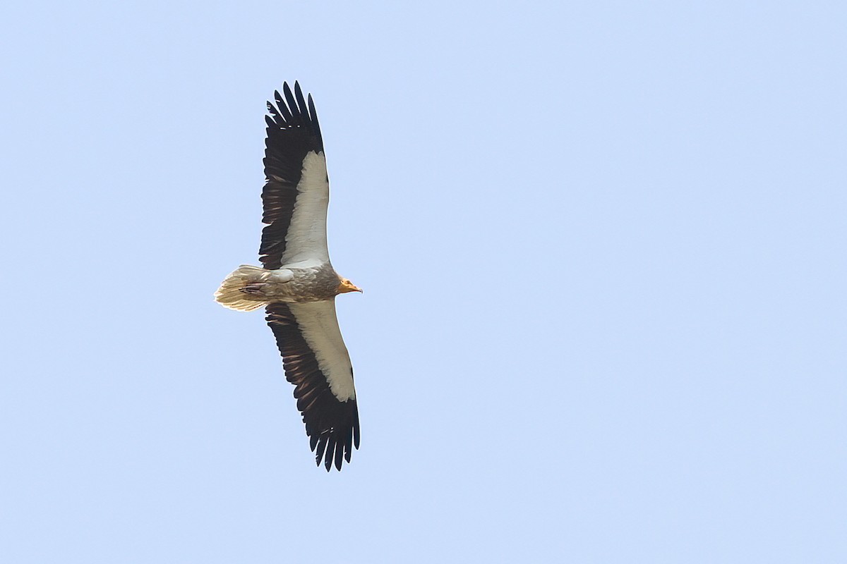 Egyptian Vulture - ML481711021