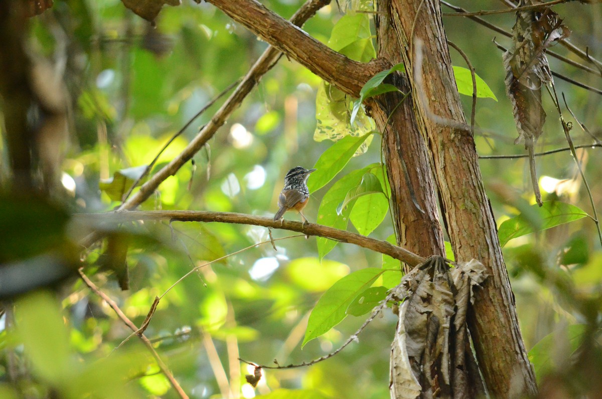 Peruvian Warbling-Antbird - Jorge Novoa - CORBIDI