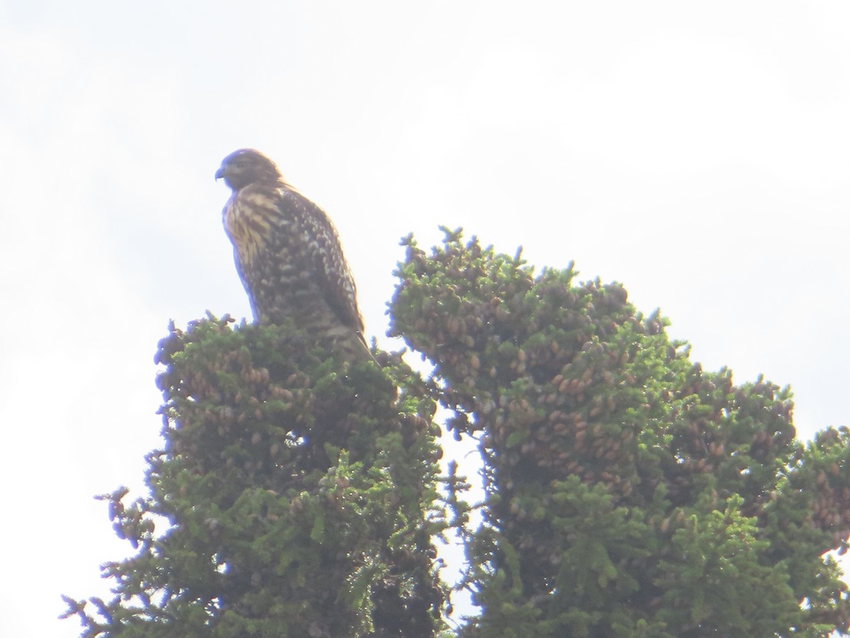 Red-tailed Hawk (Harlan's) - ML481712121