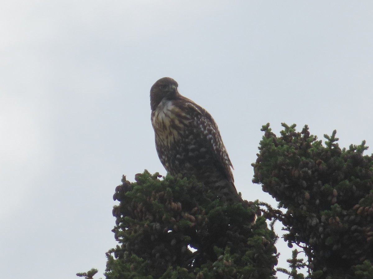 Red-tailed Hawk (Harlan's) - ML481712141