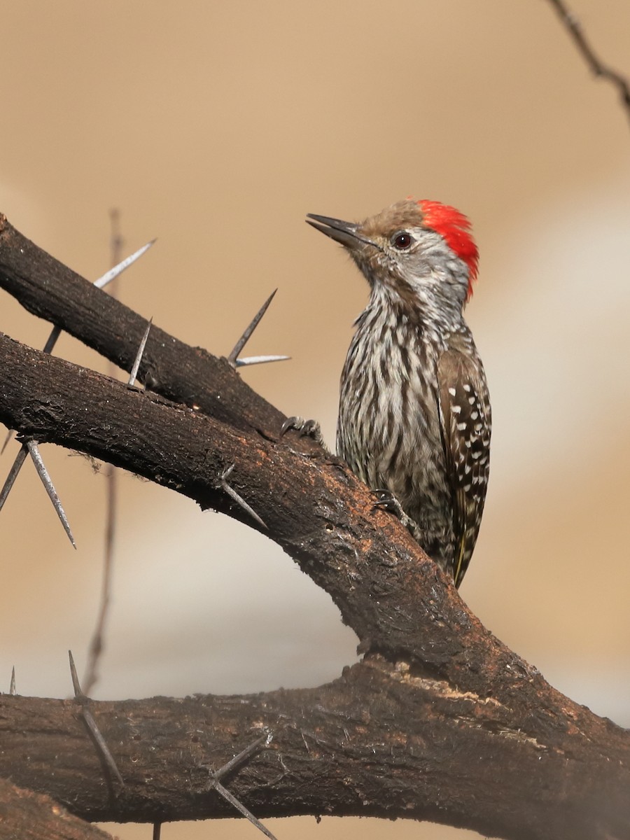 Cardinal Woodpecker - Phil Stouffer