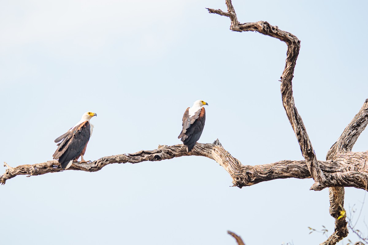 African Fish-Eagle - ML481717161