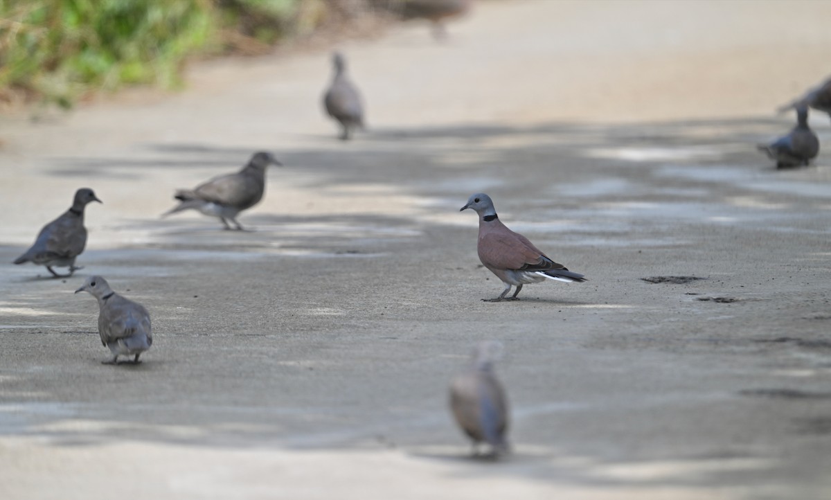 Red Collared-Dove - ML481721521