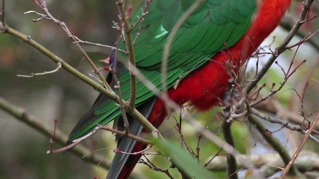 Australian King-Parrot - ML481722