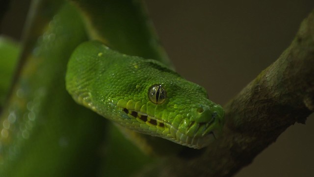 Green tree python - ML481724