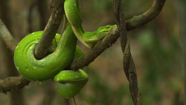 Green tree python - ML481726