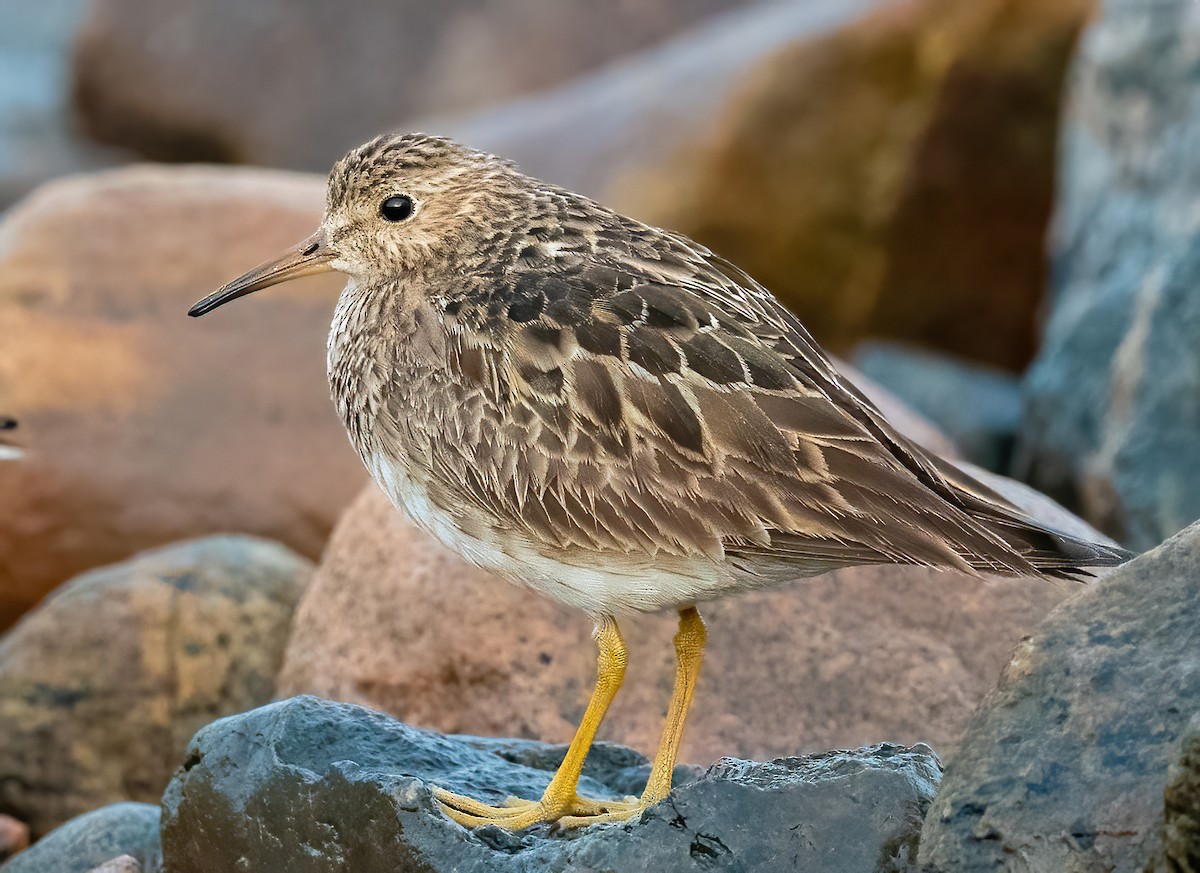 ML481726261 - Pectoral Sandpiper - Macaulay Library