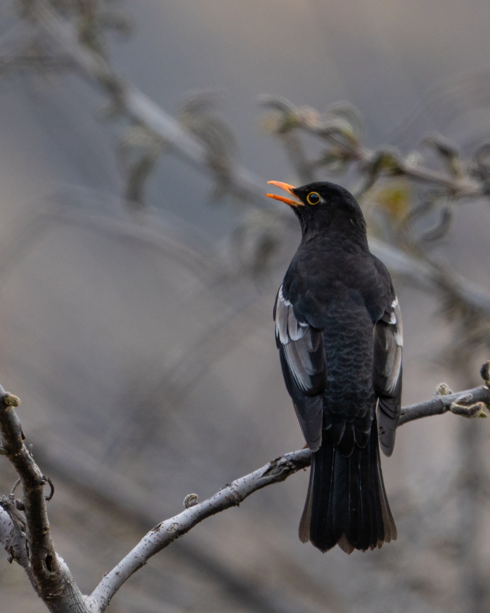 Gray-winged Blackbird - Ritesh Dighe
