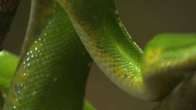 Green tree python - ML481727