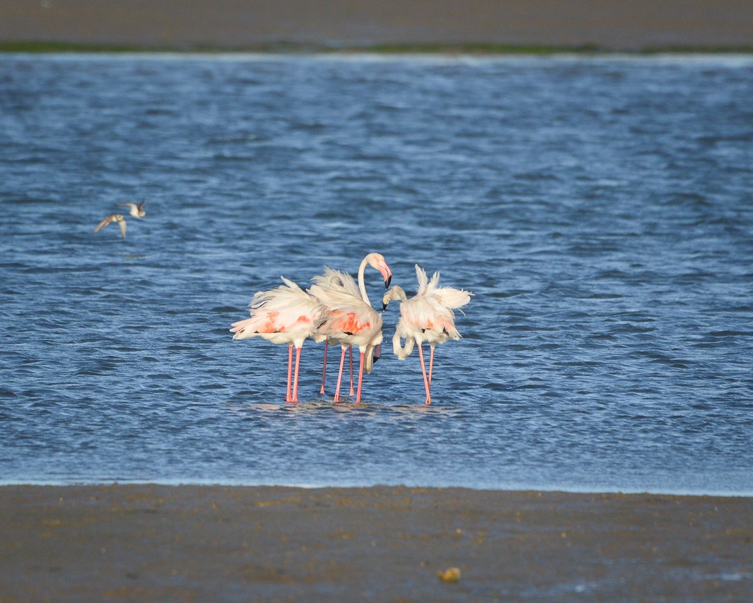 Greater Flamingo - ML481727931
