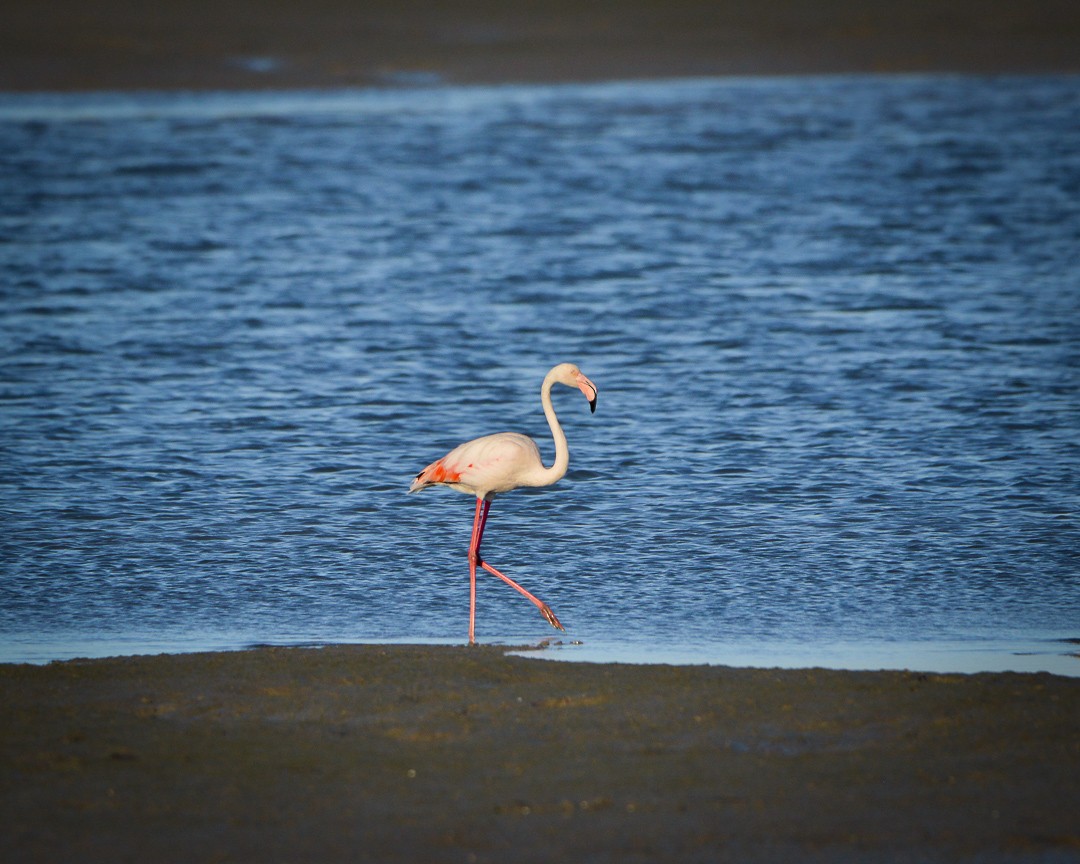 Greater Flamingo - ML481727951