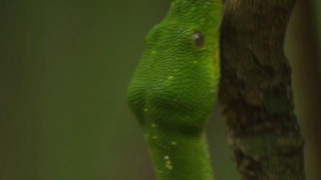 Green tree python - ML481728