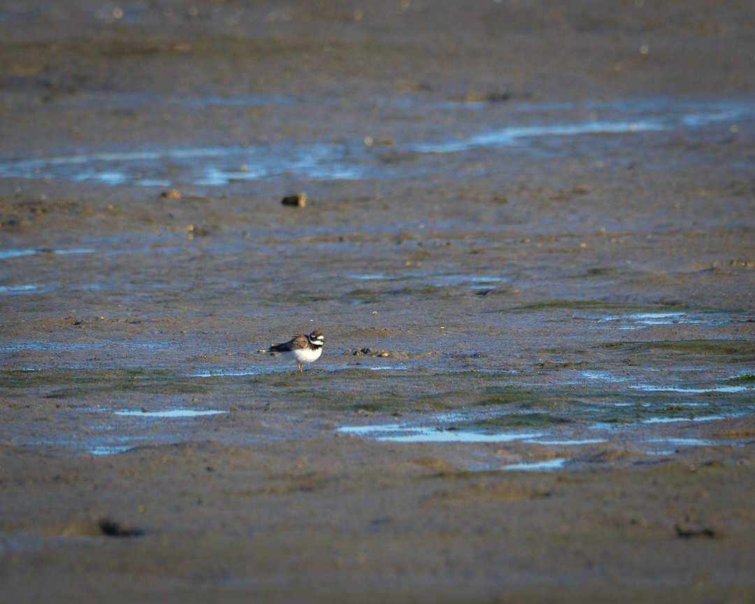 Common Ringed Plover - ML481728061