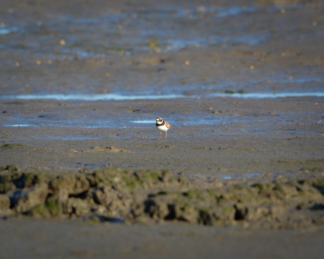 Common Ringed Plover - ML481728071