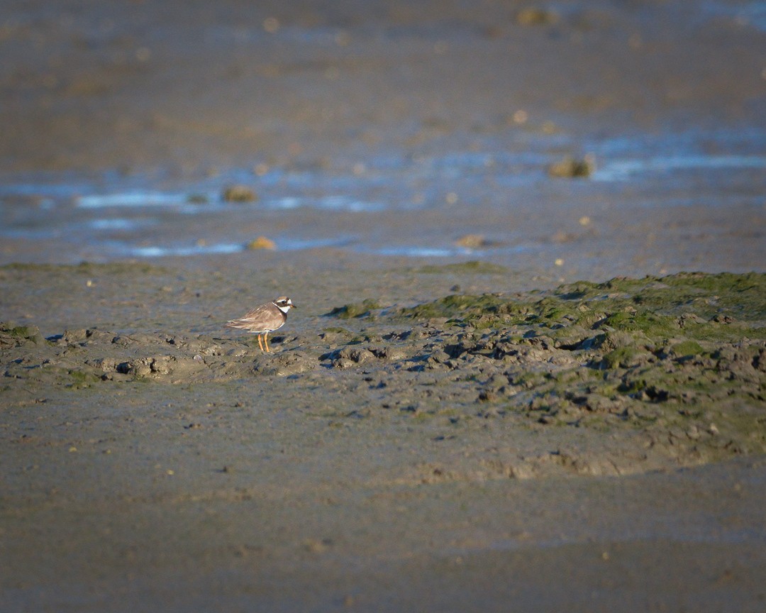 Common Ringed Plover - ML481728081