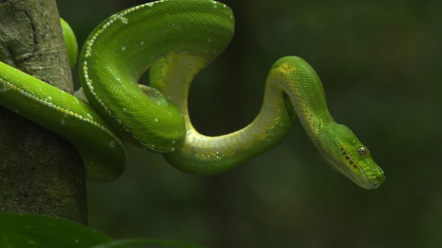 Green tree python - ML481729