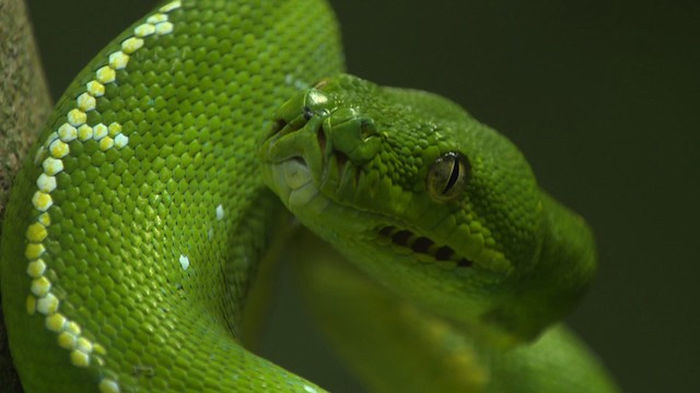Green tree python - ML481730
