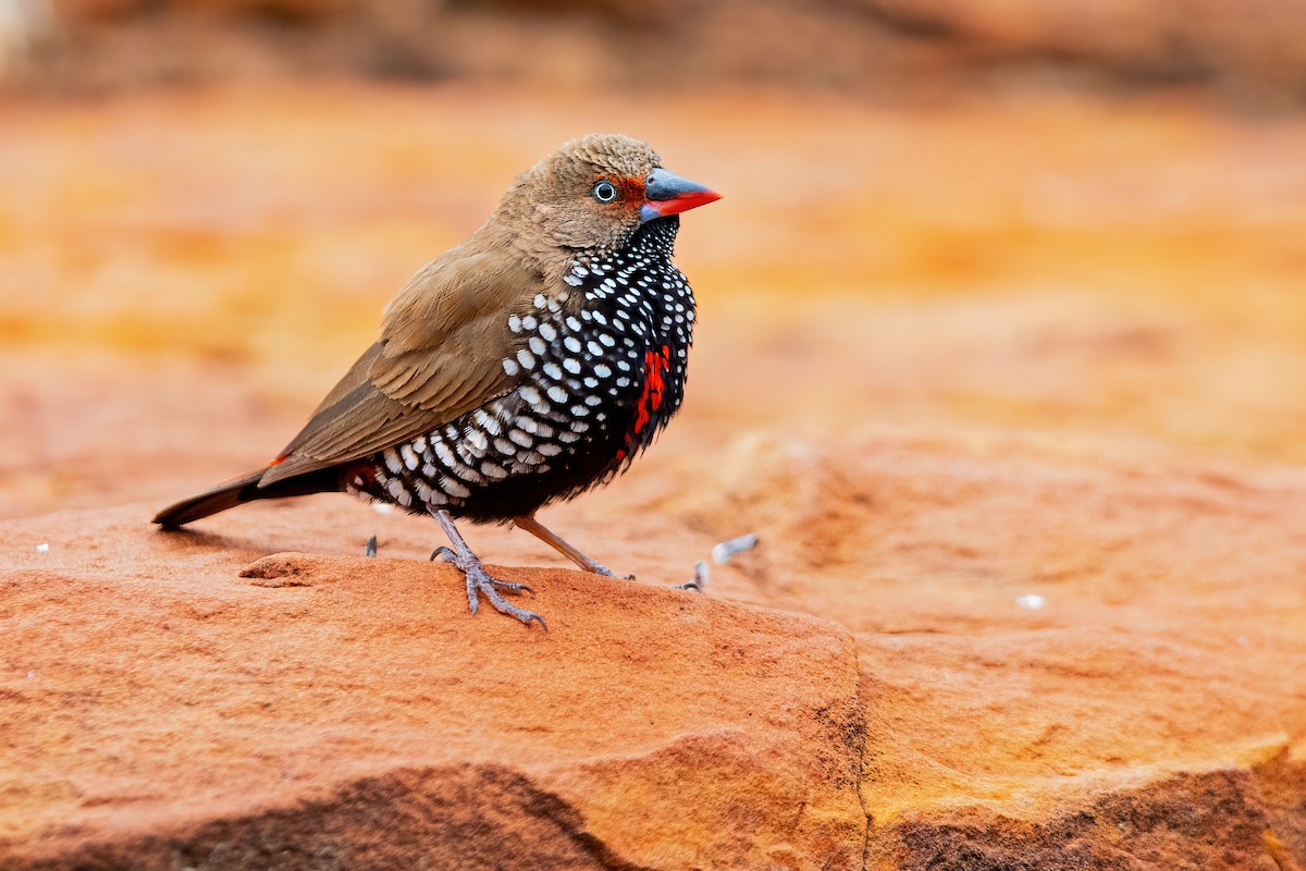 Painted Firetail - ML481730611