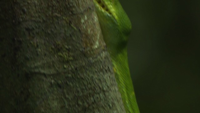 Green tree python - ML481731