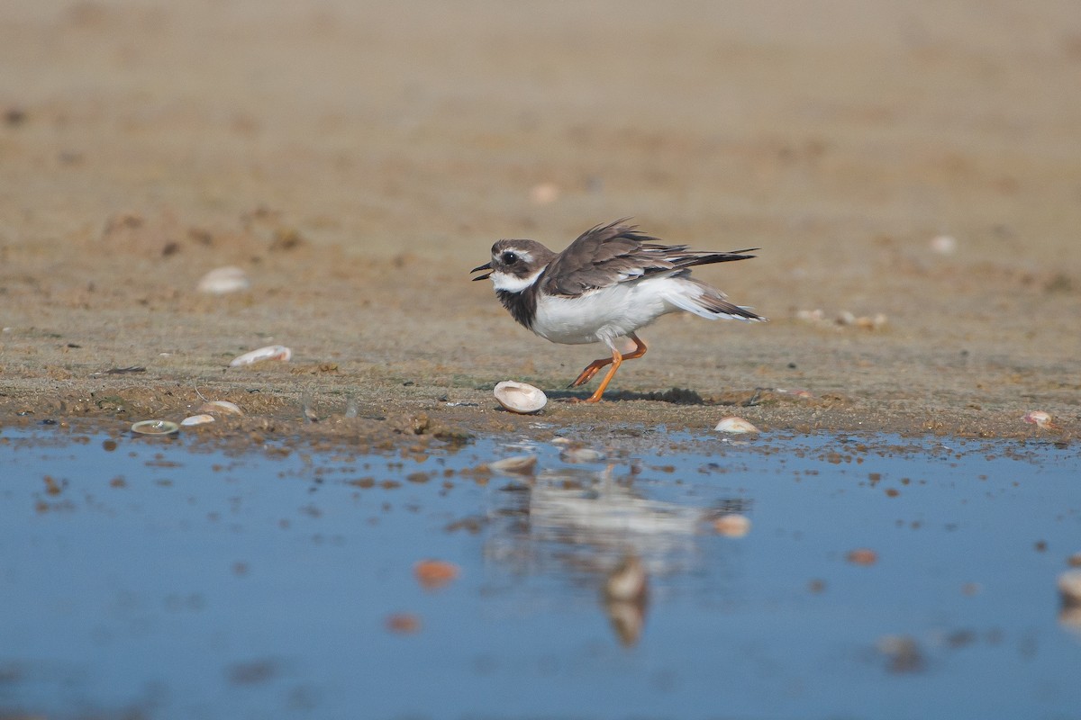 ML481736361 - Common Ringed Plover - Macaulay Library