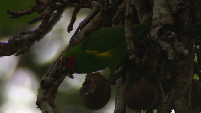 Double-eyed Fig-Parrot (Double-eyed) - ML481738